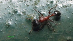 Dilobocondyla fouqueti