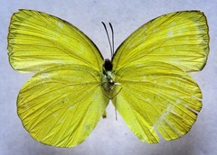 Pyrisitia dina westwoodi