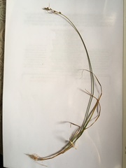 Carex brunnescens