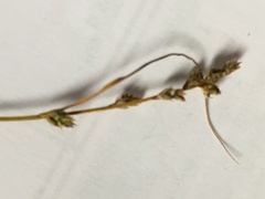 Carex brunnescens