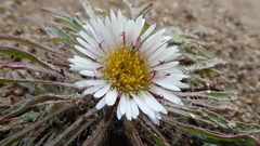 Erigeron purpuratus