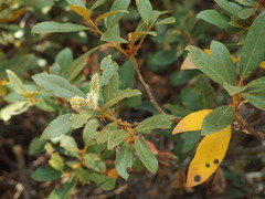 Chrysolepis sempervirens