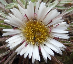 Erigeron purpuratus