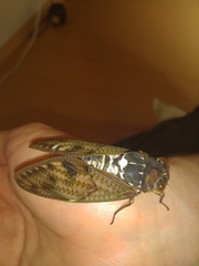 Graptopsaltria nigrofuscata