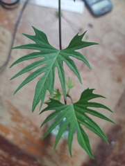 Ipomoea × multifida