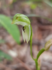 Pterostylis longifolia