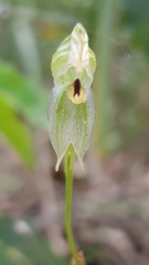 Pterostylis longifolia