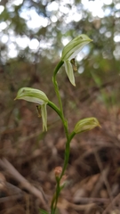 Pterostylis longifolia