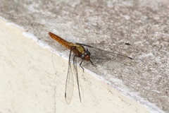 Orthetrum pruinosum