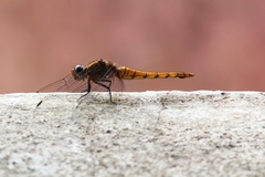 Orthetrum pruinosum