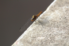 Orthetrum pruinosum