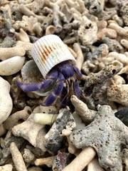 Coenobita purpureus