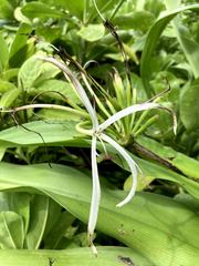 Crinum asiaticum