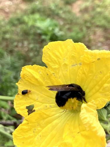 Xylocopa flavifrons