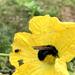 Yellow-fronted Carpenter Bee - Photo (c) Kenta Watanabe, some rights reserved (CC BY-NC-ND), uploaded by Kenta Watanabe