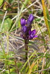 Gentianella auriculata