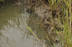 Nerodia clarkii clarkii