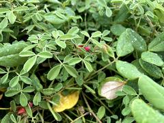 Indigofera trifoliata