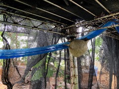 Polypedates leucomystax