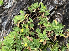 Crepidiastrum lanceolatum