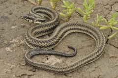 Nerodia clarkii clarkii