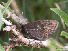 Erebia epipsodea