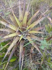 Tillandsia fasciculata