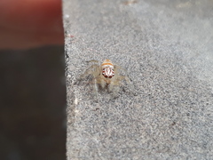 Vicirionessa mustela