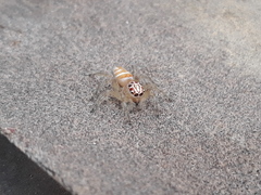 Vicirionessa mustela