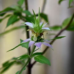 Monarda punctata punctata