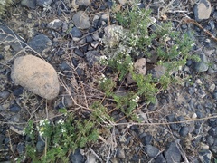 Galium humifusum