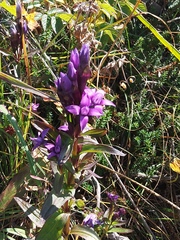 Gentianella auriculata