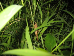 Euconocephalus nasutus