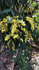 Acacia obliquinervia