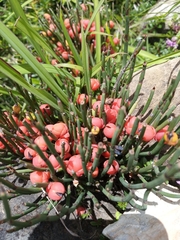 Ephedra gerardiana