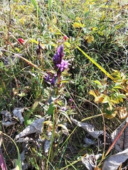 Gentianella auriculata