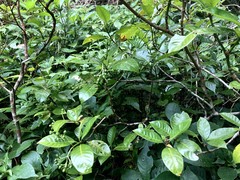 Psychotria manillensis