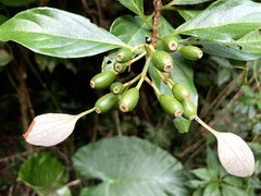 Mussaenda parviflora