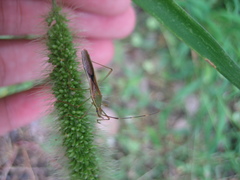 Leptocorisa chinensis