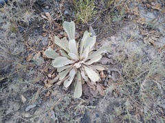 Verbascum songaricum