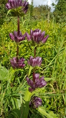 Gentiana pannonica