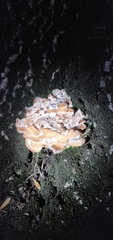 Basidiomycota