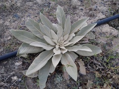 Verbascum songaricum