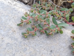 Euphorbia humifusa