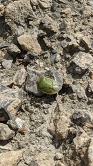 Chlorochroa