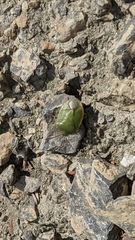 Chlorochroa