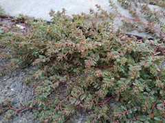 Euphorbia humifusa