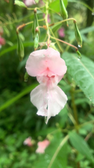 Impatiens glandulifera
