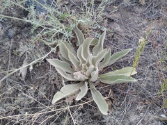 Verbascum songaricum