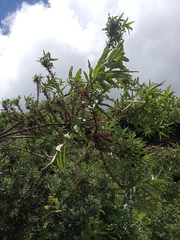 Hippophae